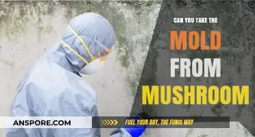 Can You Safely Remove Mold from Mushrooms? A Complete Guide