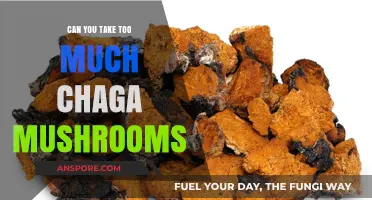 Chaga Mushrooms: Safe Dosage or Potential Overconsumption Risk?