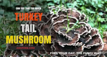 Turkey Tail Mushroom Dosage: How Much is Too Much?