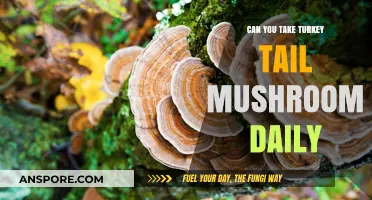 Daily Turkey Tail Mushroom Use: Benefits, Safety, and Dosage Guide