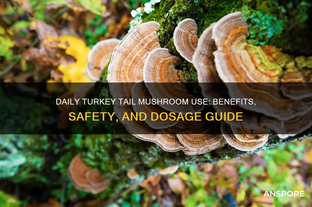 can you take turkey tail mushroom daily