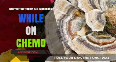 Turkey Tail Mushroom and Chemo: Safe Combination or Risky Mix?