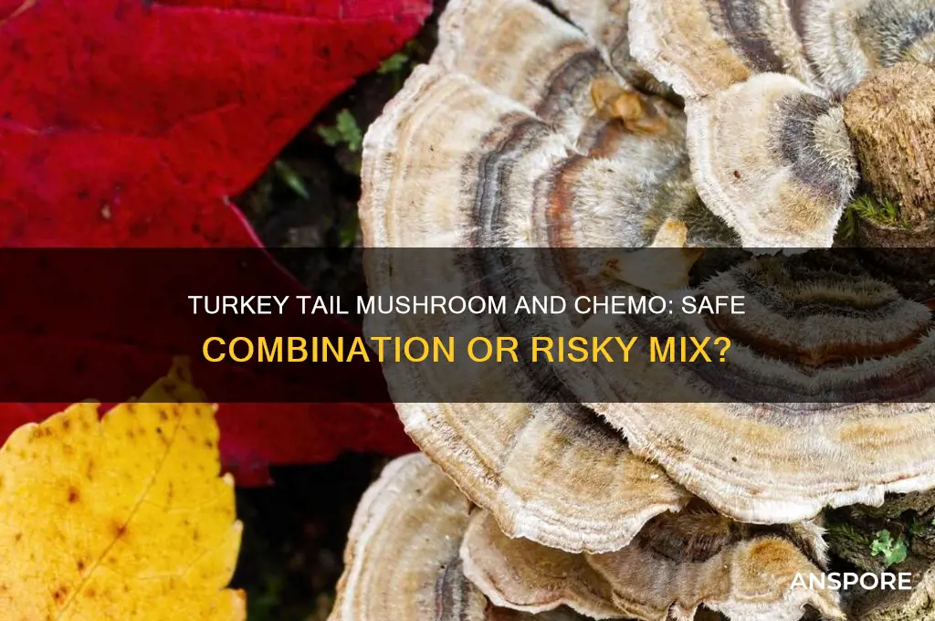 can you take turkey tail mushroom while on chemo