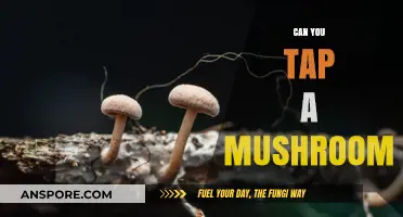 Can You Tap a Mushroom? Exploring Fungal Sounds and Science
