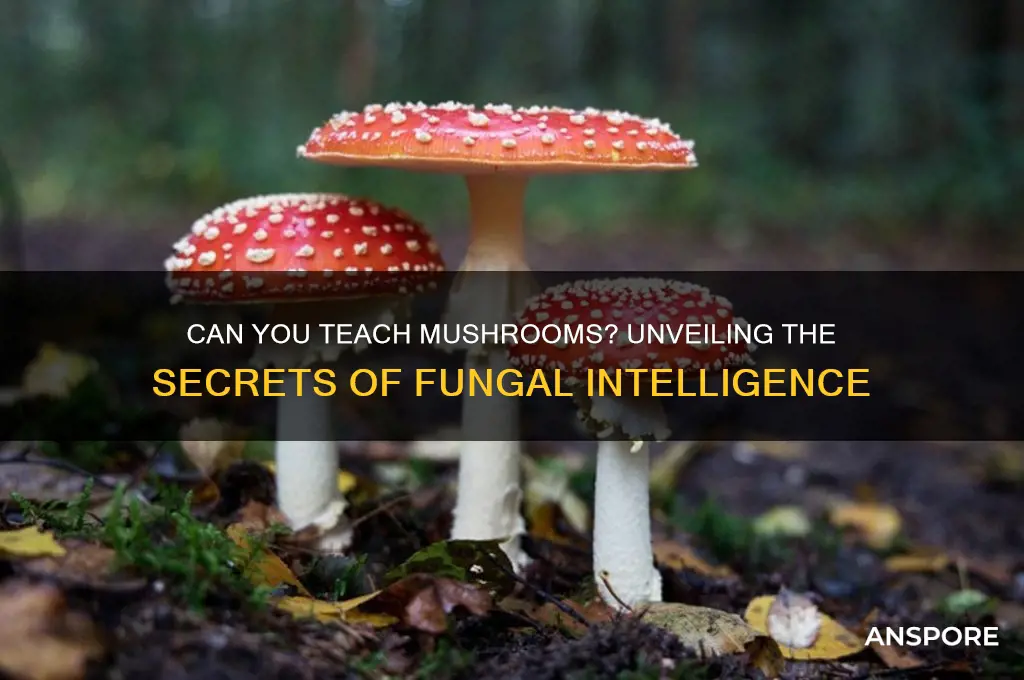 can you teheat mushrooms