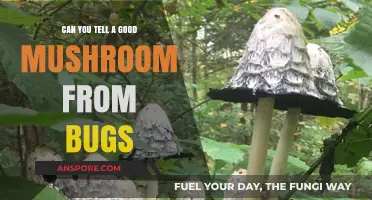 Identifying Safe Mushrooms: Spotting Bugs and Avoiding Toxic Varieties