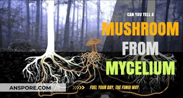 Mushrooms vs. Mycelium: Unraveling the Fungal Network Beneath Your Feet