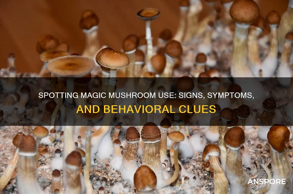 can you tell if someone has been using magic mushrooms