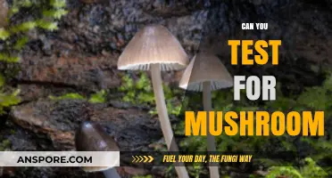 Testing for Mushrooms: Accurate Identification Methods and Safety Tips