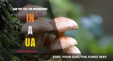 Can You Detect Mushrooms in a Urine Test? Facts and Myths