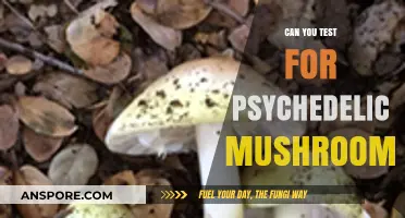 Testing Psychedelic Mushrooms: Methods, Risks, and Legal Considerations