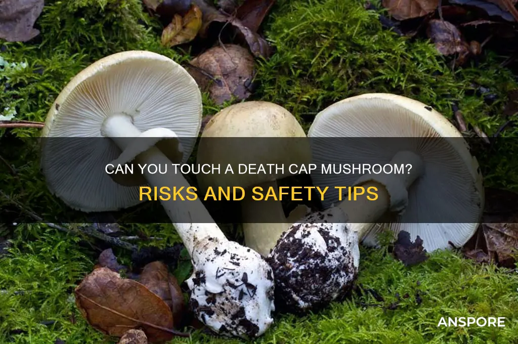 can you touch a death cap mushroom