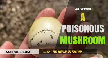 Can You Touch Poisonous Mushrooms? Safety Tips and Myths Debunked