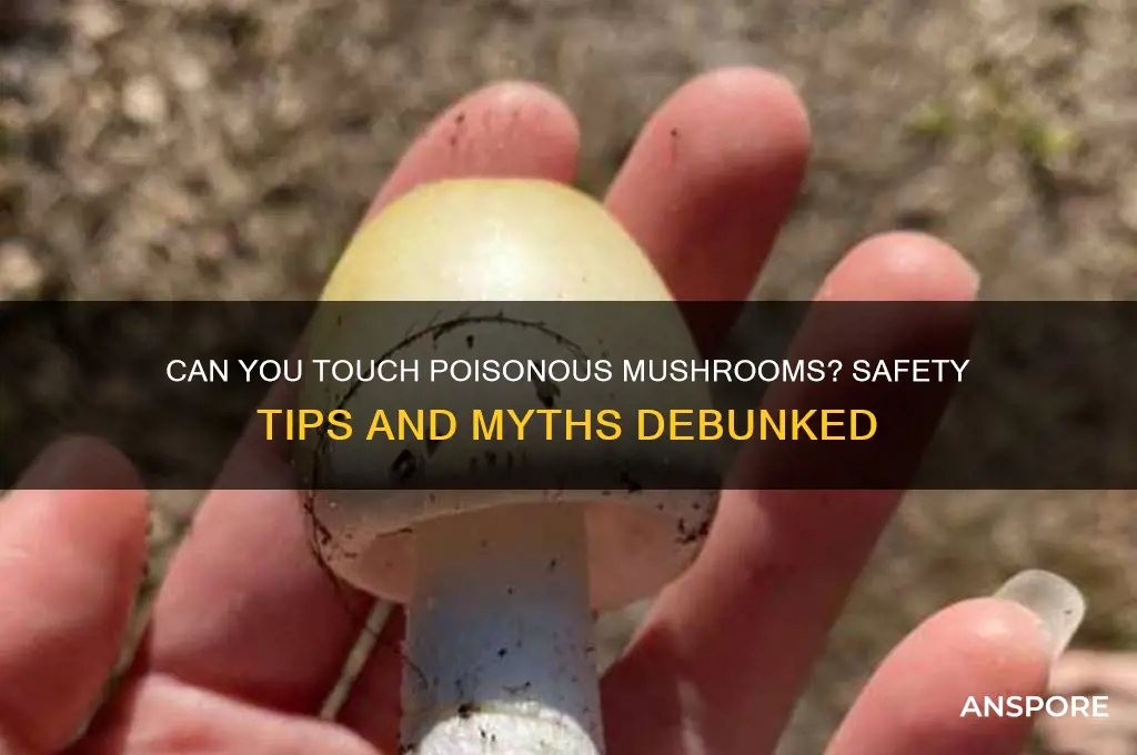 can you touch a poisonous mushroom