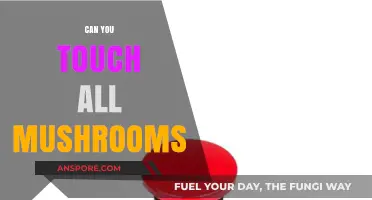 Can You Touch All Mushrooms? Safety Tips and Myths Debunked
