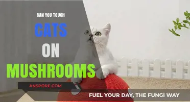Can You Touch Cats on Mushrooms? Exploring the Risks and Myths