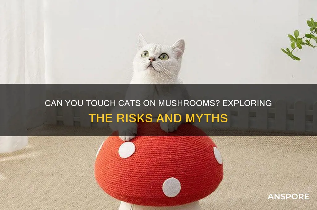 can you touch cats on mushrooms