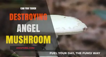 Touching the Destroying Angel Mushroom: Deadly Consequences and Safety Tips