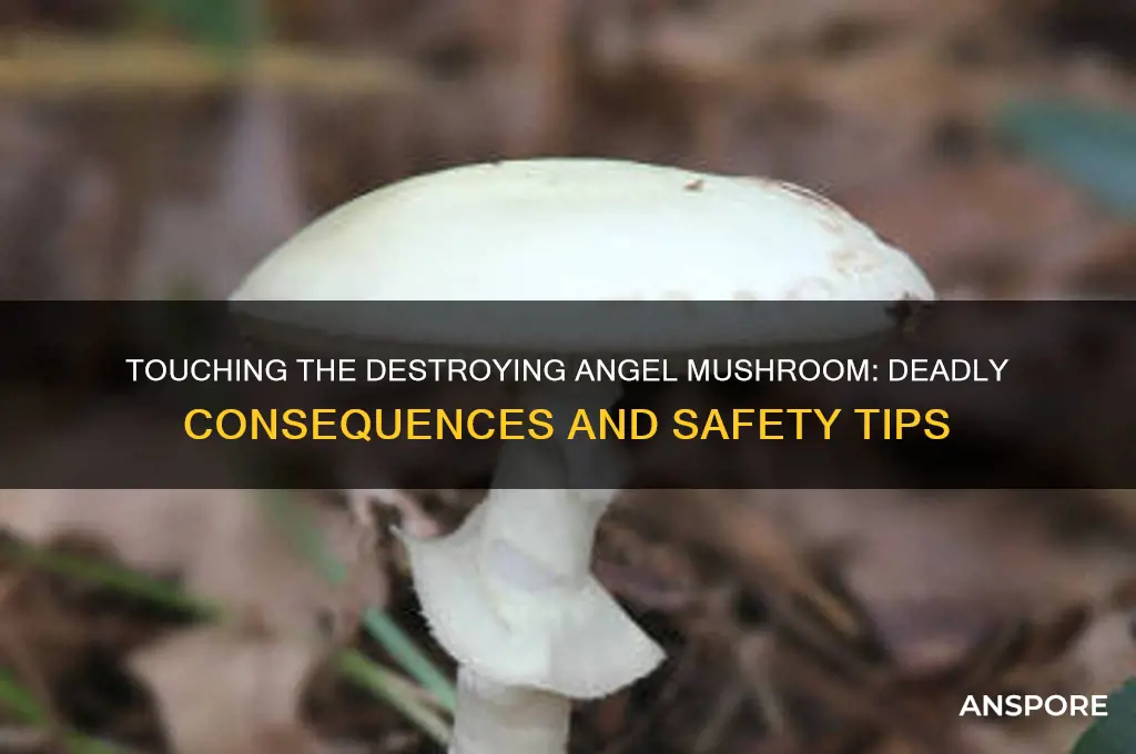 can you touch destroying angel mushroom