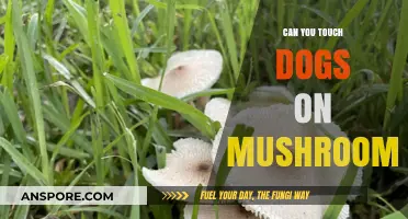 Can You Touch Dogs on Mushrooms? Safety and Risks Explained