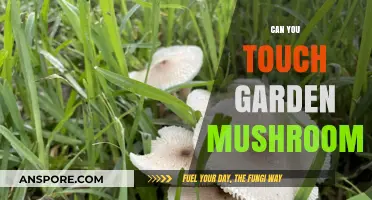 Can You Touch Garden Mushrooms? Safety Tips and Risks Explained
