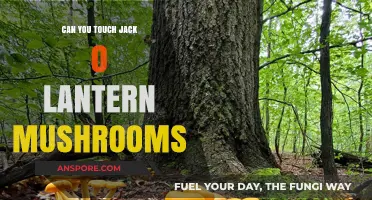 Can You Touch Jack O' Lantern Mushrooms? Safety Tips Revealed