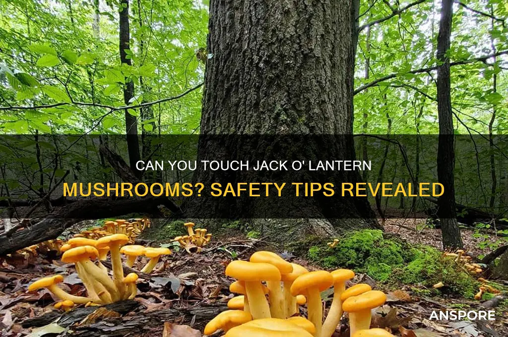 can you touch jack o lantern mushrooms