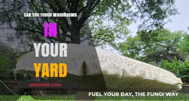 Should You Touch Yard Mushrooms? Safety Tips and Identification Guide