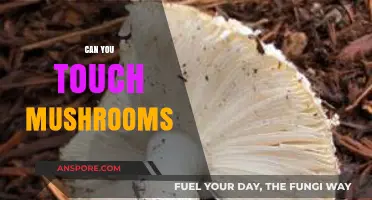 Can You Touch Mushrooms? Safety Tips and Common Myths Explained
