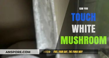 Can You Touch White Mushrooms? Safety Tips and Identification Guide