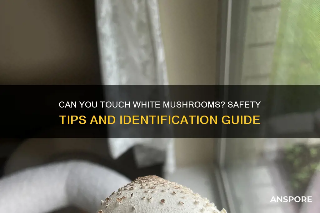 can you touch white mushrooms