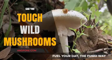 Touching Wild Mushrooms: Risks, Safety Tips, and Identification Guide