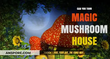 Exploring the Enchanting Magic Mushroom House: A Unique Tour Experience
