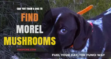 Training Dogs to Sniff Out Morel Mushrooms: A Foraging Adventure
