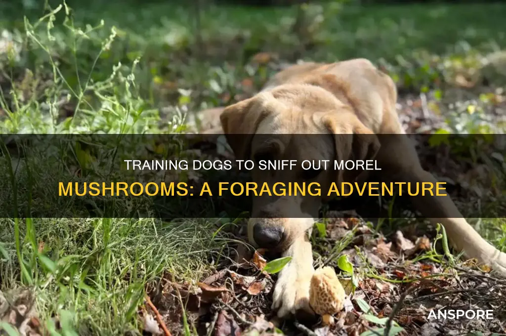 can you train a dog to find morel mushrooms