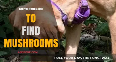 Training Dogs to Sniff Out Mushrooms: A Forager's Best Friend