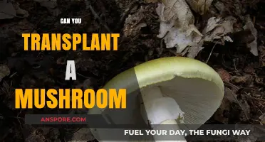 Mushroom Transplantation: Can You Move Fungi to New Locations?