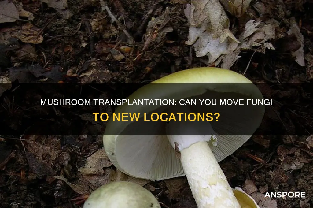 can you transplant a mushroom