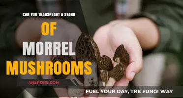 Transplanting Morel Mushrooms: Can You Relocate a Stand Successfully?