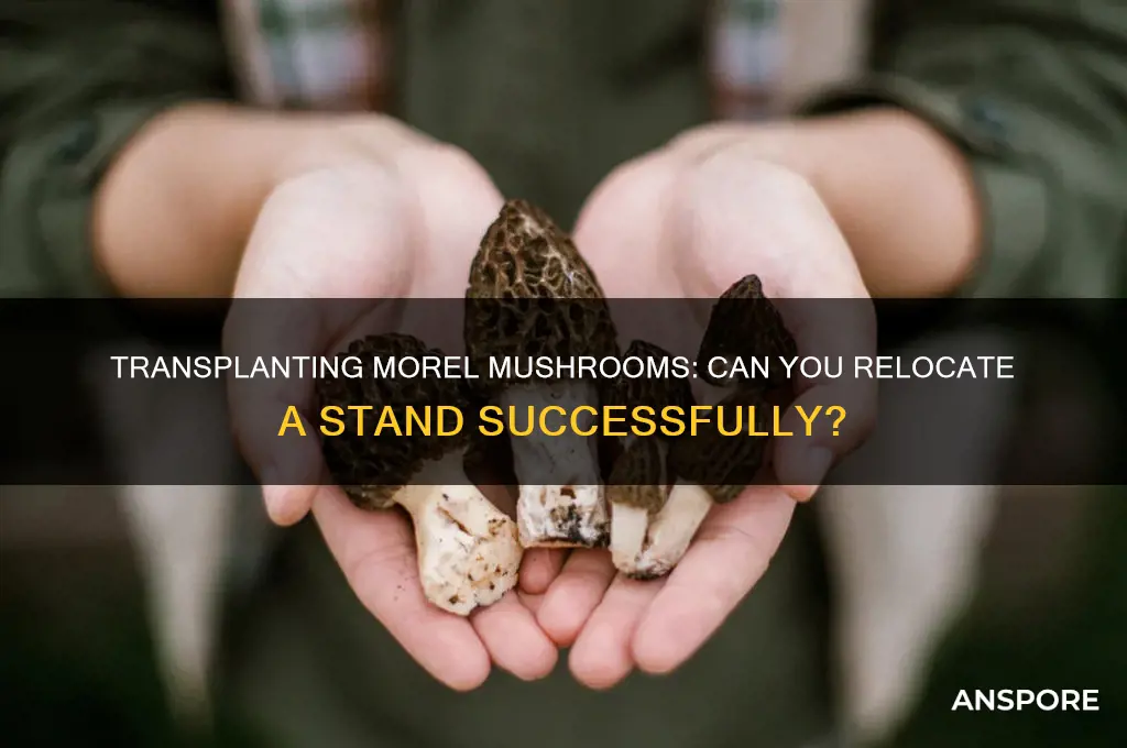 can you transplant a stand of morrel mushrooms