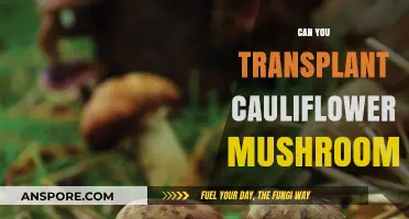 Transplanting Cauliflower Mushrooms: A Guide to Relocating This Delicacy