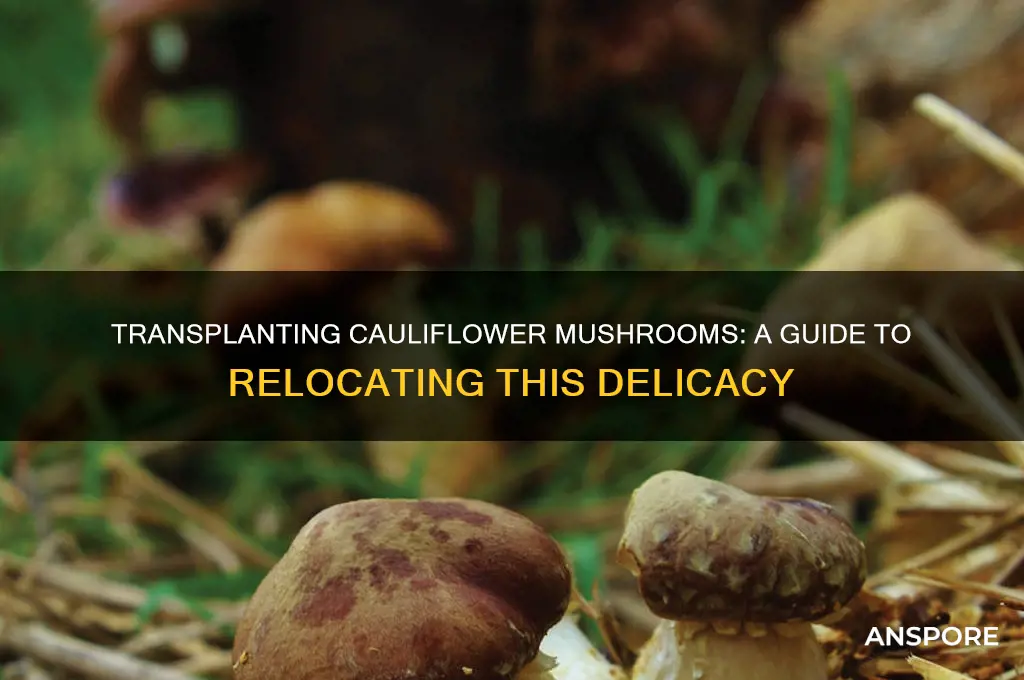 can you transplant cauliflower mushrooms