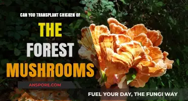 Transplanting Chicken of the Woods Mushrooms: A Feasible Forest Foraging Practice?
