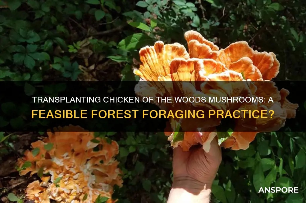 can you transplant chicken of the forest mushrooms