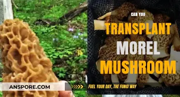 Transplanting Morel Mushrooms: Techniques, Challenges, and Success Tips