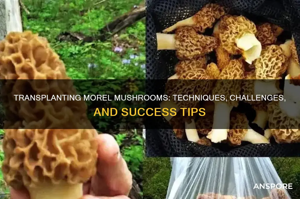 can you transplant morel mushrooms