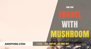 Traveling with Mushrooms: Legalities, Risks, and Safe Practices Explained