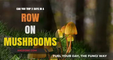 Consecutive Mushroom Trips: Risks and Effects of Back-to-Back Use