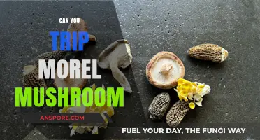 Can You Trip on Morel Mushrooms? Facts vs. Myths Explained