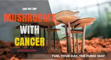 Exploring Psilocybin's Potential Role in Cancer Treatment and Care